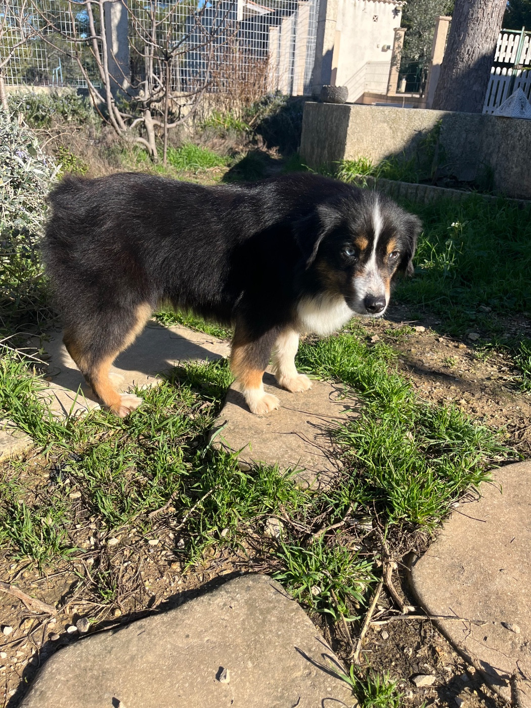 Very Beauty Eden  Du Domaine Du Clos Australien