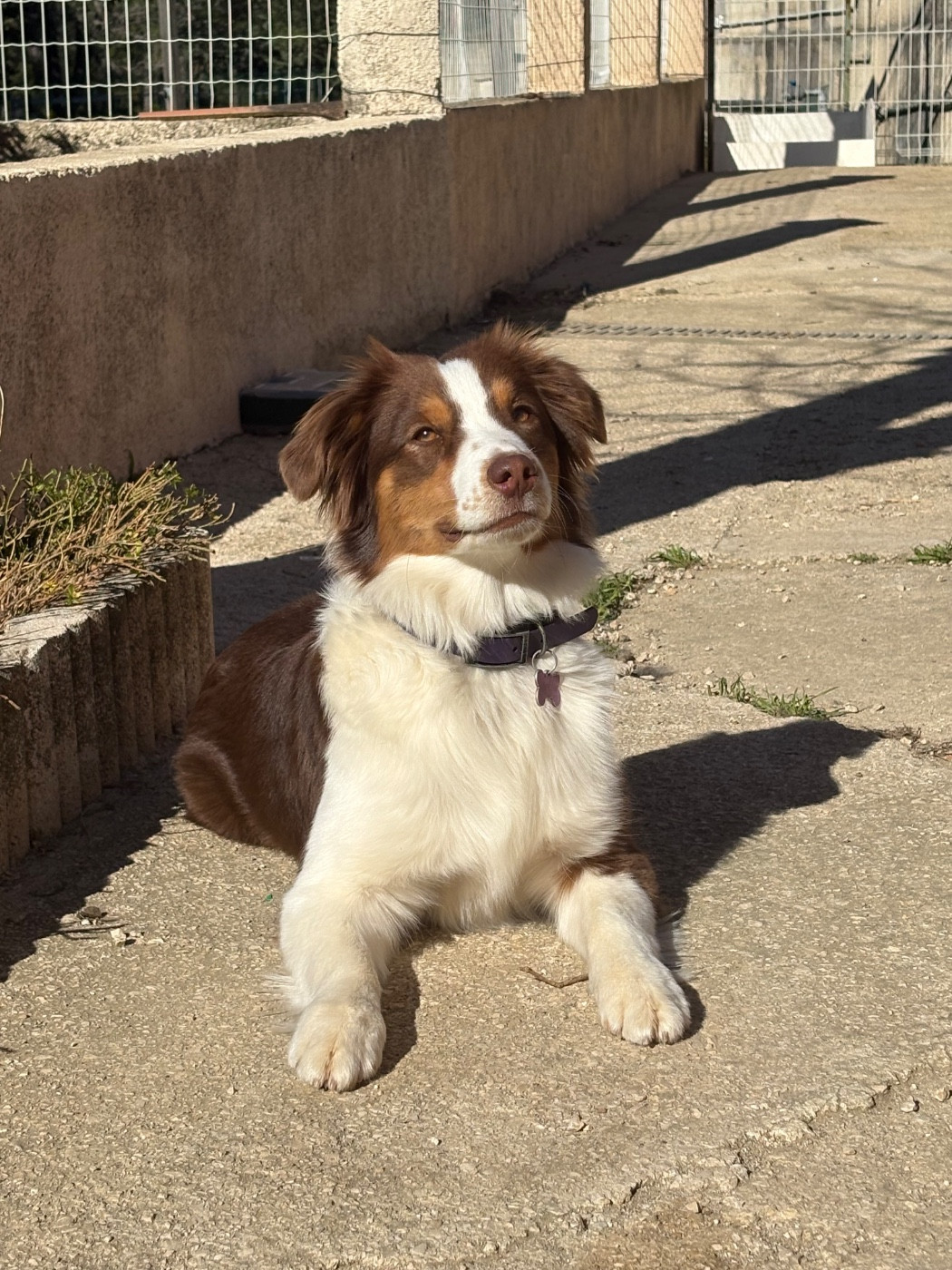 Vayka Du Domaine Des Perles D'Ambène