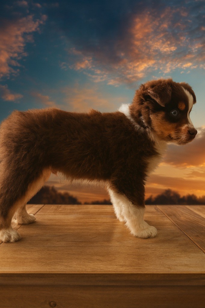 Artefact caducée d'hermès De La Forêt Des Gazelles