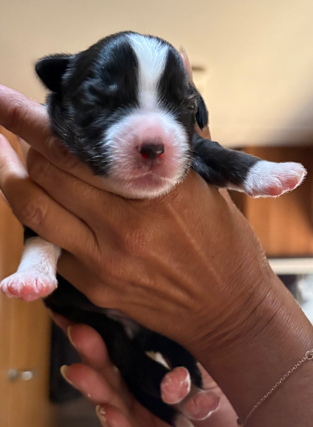 Des Eternelles Vaykaria - Chiots disponibles - Berger Américain Miniature 