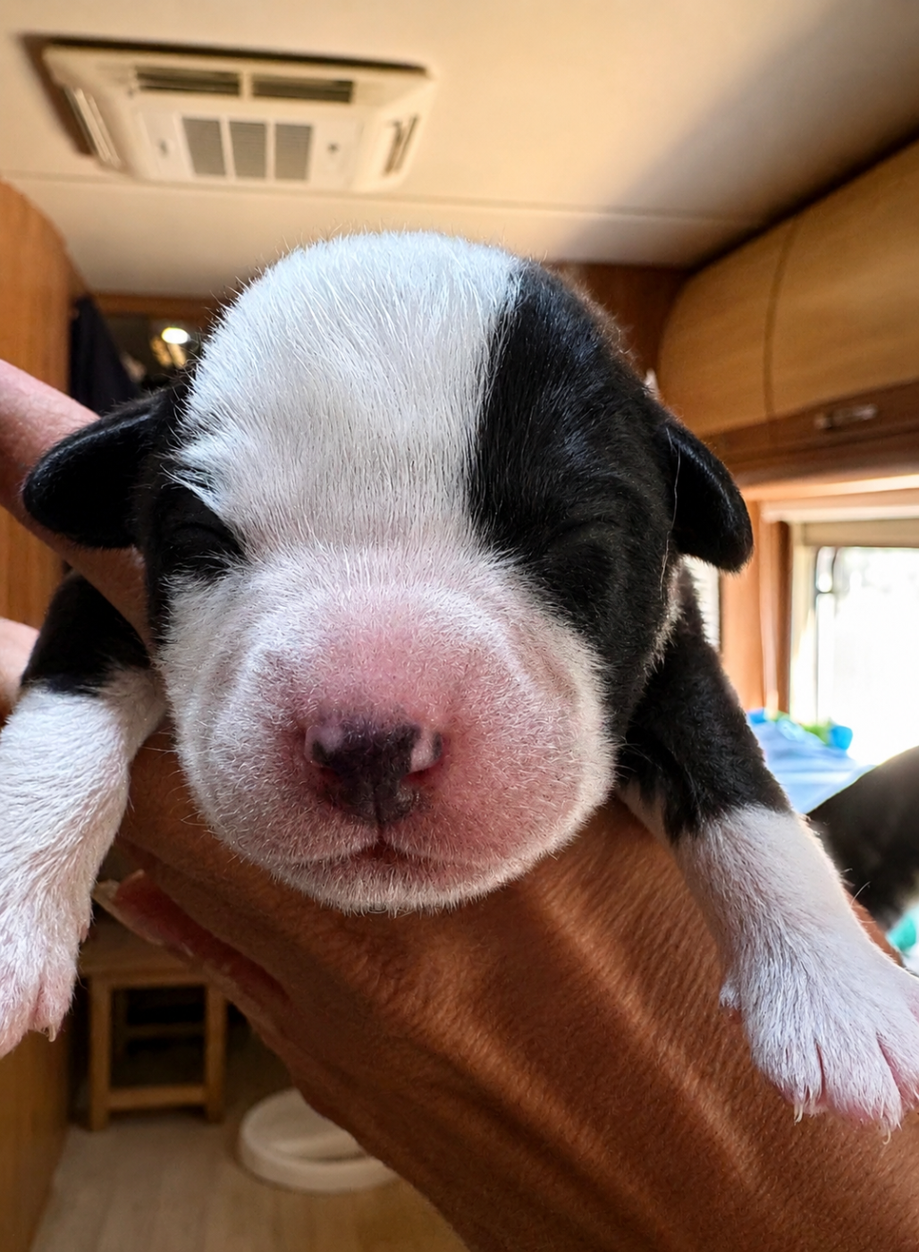 Des Eternelles Vaykaria - Chiots disponibles - Berger Américain Miniature 