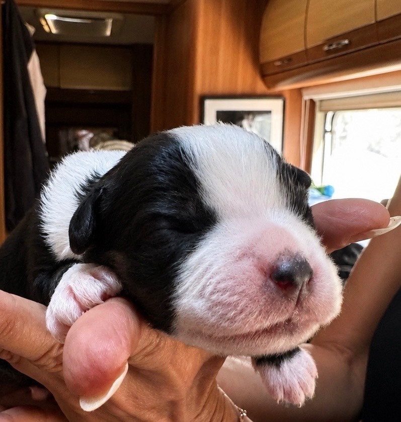 Des Eternelles Vaykaria - Chiots disponibles - Berger Américain Miniature 
