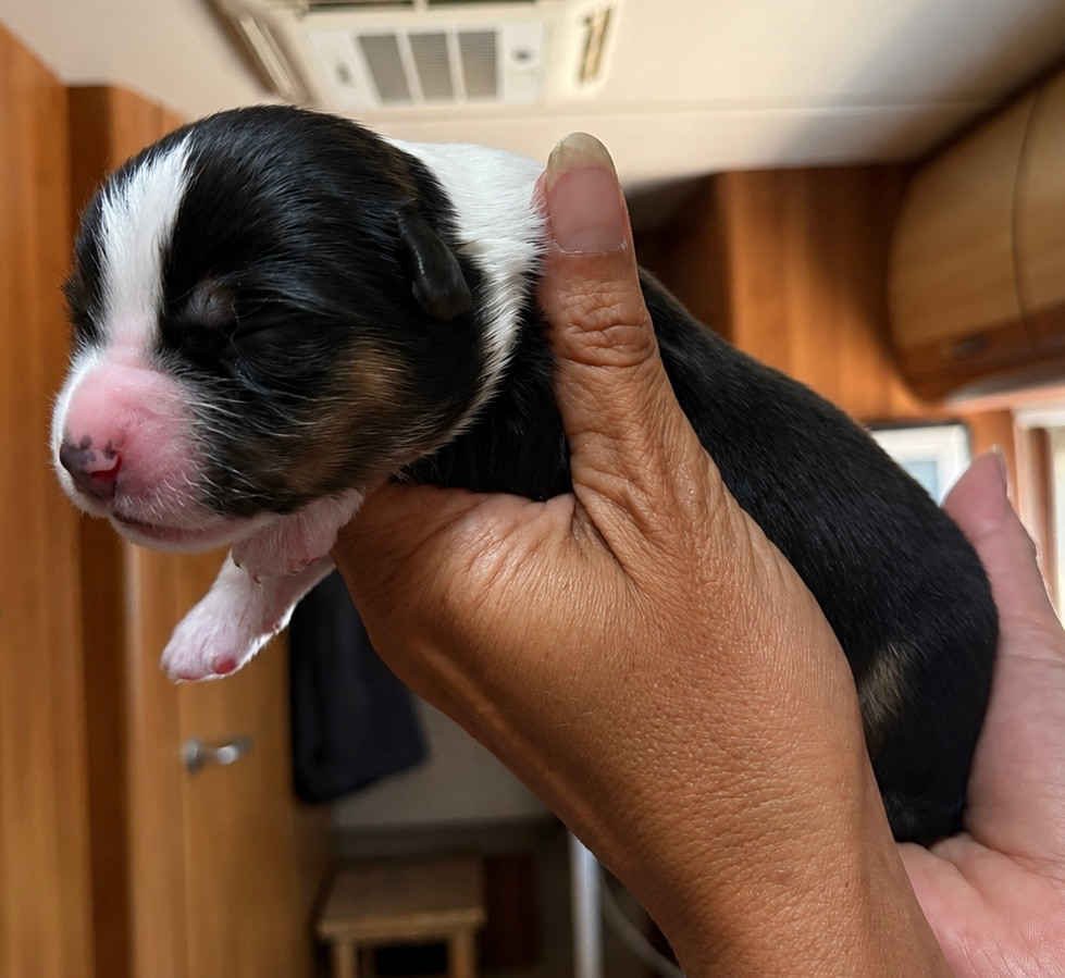 Des Eternelles Vaykaria - Chiots disponibles - Berger Américain Miniature 