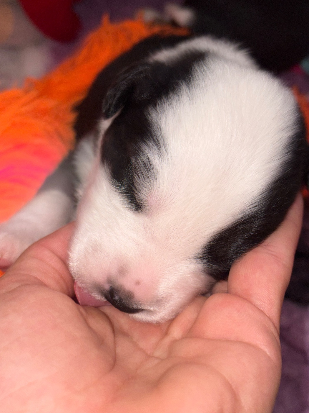 Des Eternelles Vaykaria - Chiots disponibles - Berger Américain Miniature 