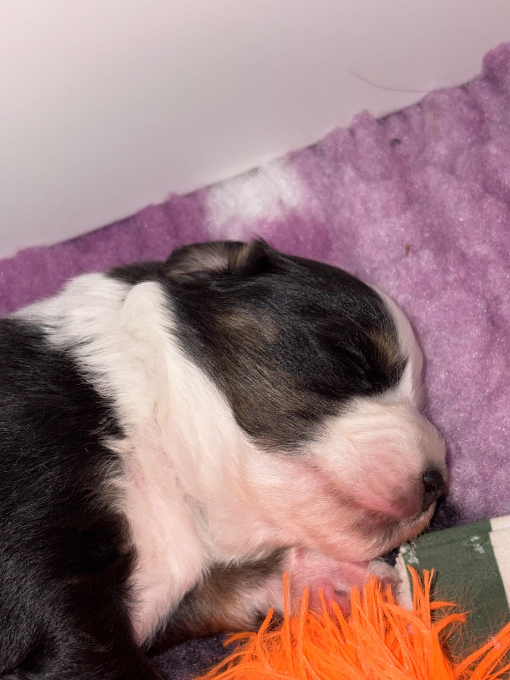 Des Eternelles Vaykaria - Chiots disponibles - Berger Américain Miniature 