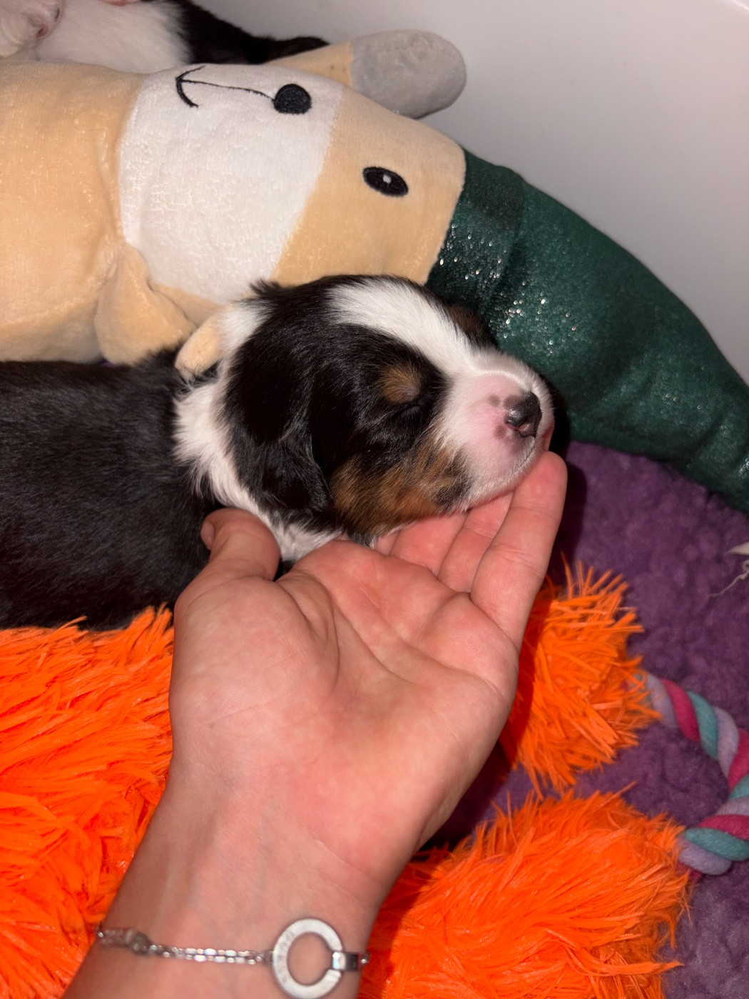Des Eternelles Vaykaria - Chiots disponibles - Berger Américain Miniature 
