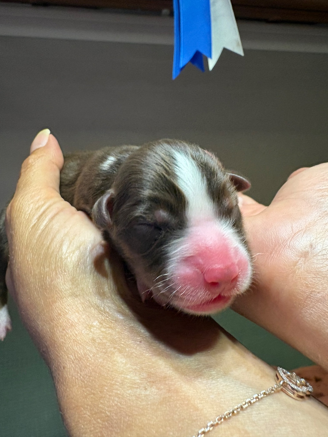 Des Eternelles Vaykaria - Chiots disponibles - Berger Américain Miniature 