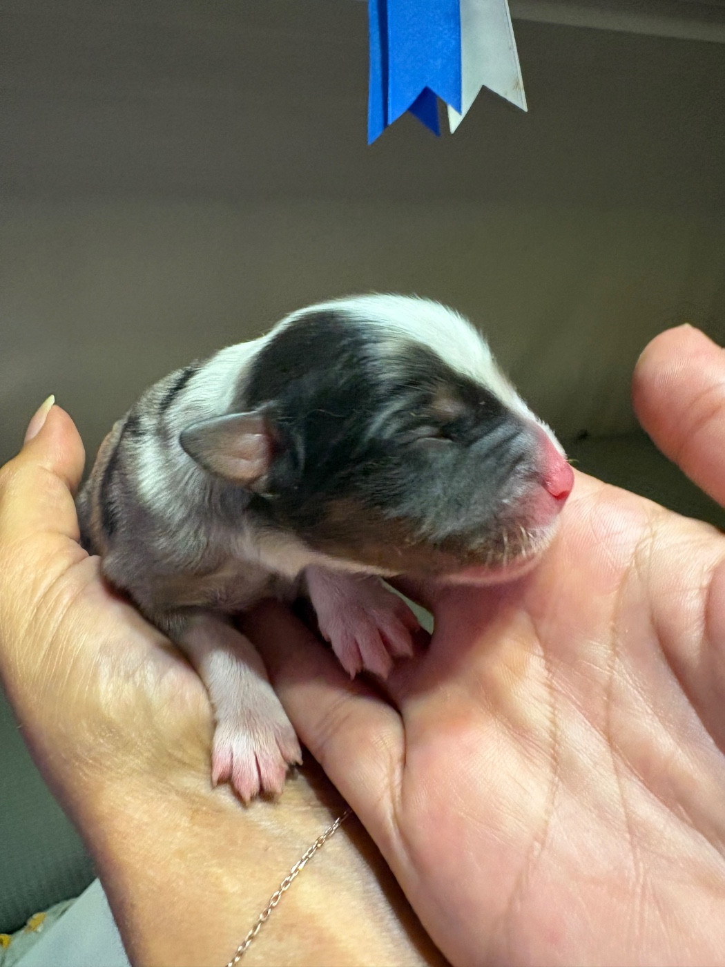 Des Eternelles Vaykaria - Chiots disponibles - Berger Américain Miniature 
