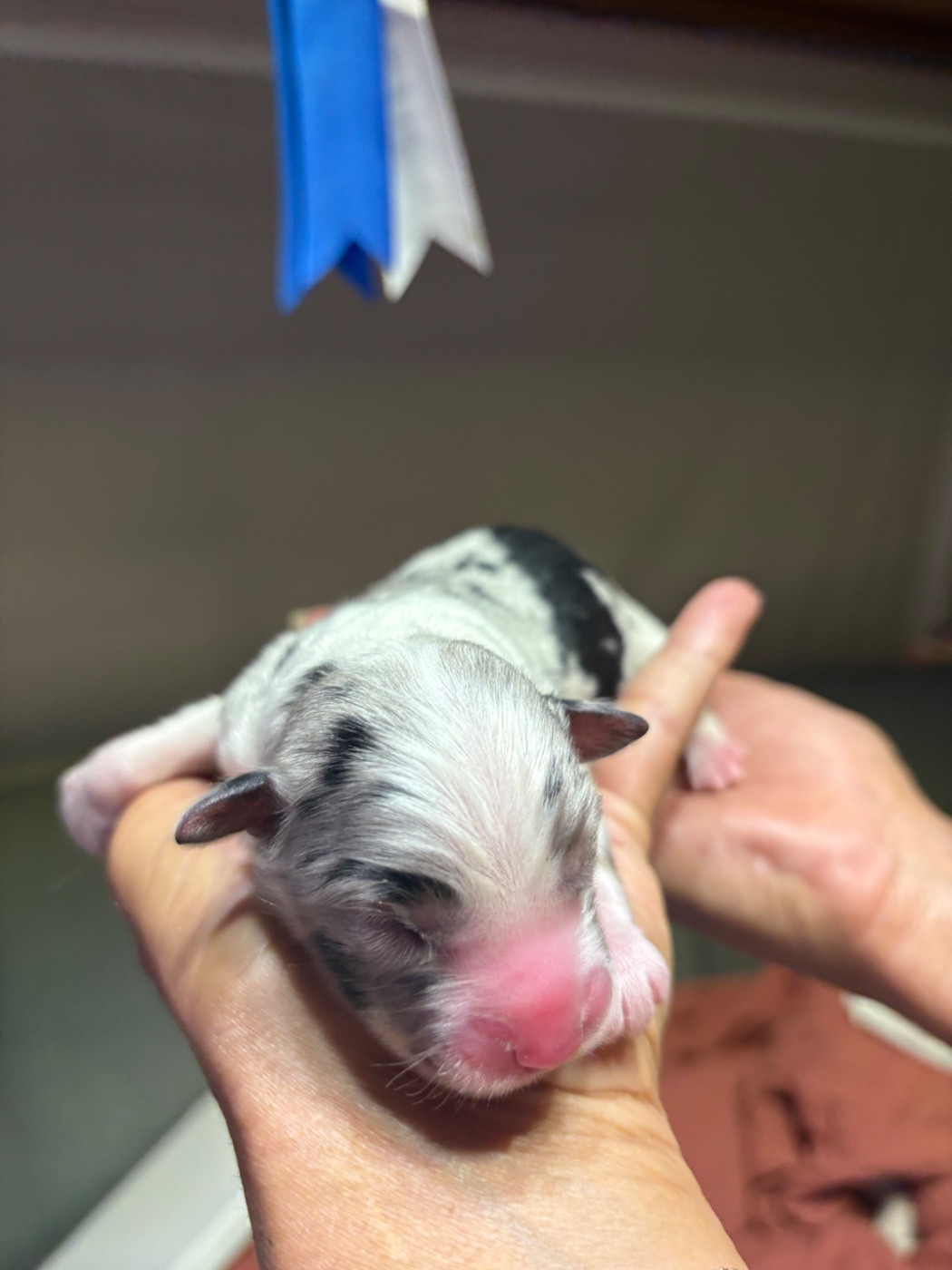 Des Eternelles Vaykaria - Chiots disponibles - Berger Américain Miniature 