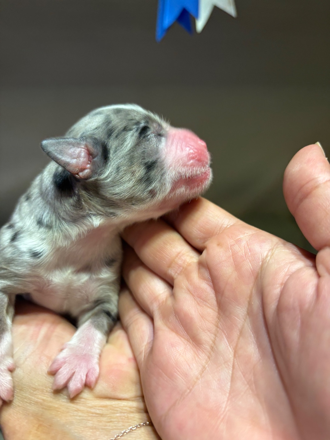 Des Eternelles Vaykaria - Chiots disponibles - Berger Américain Miniature 
