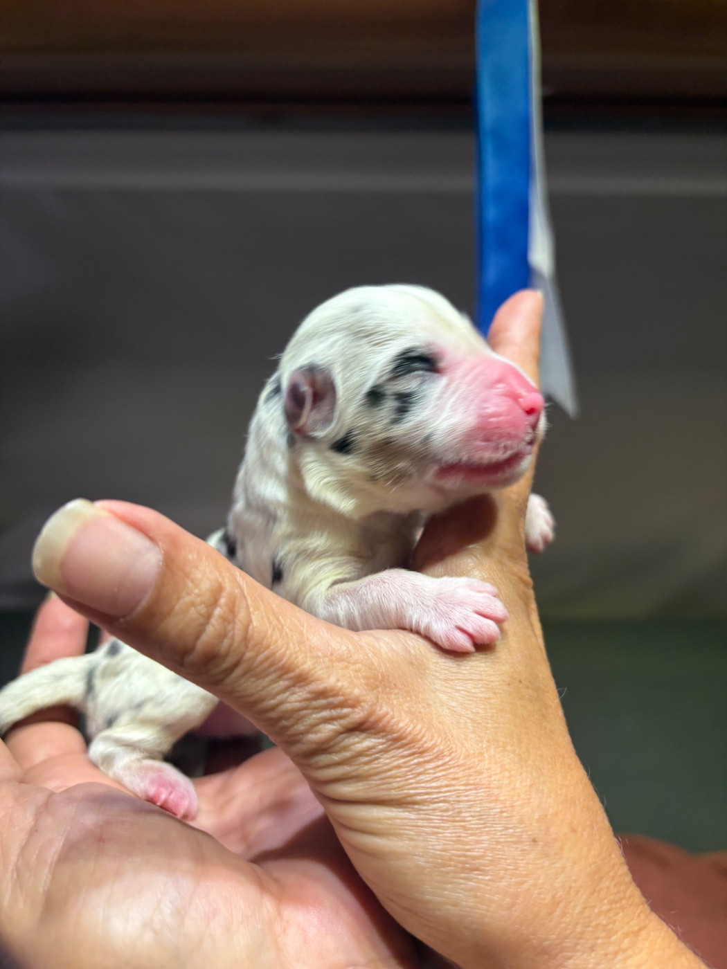 Des Eternelles Vaykaria - Chiots disponibles - Berger Américain Miniature 