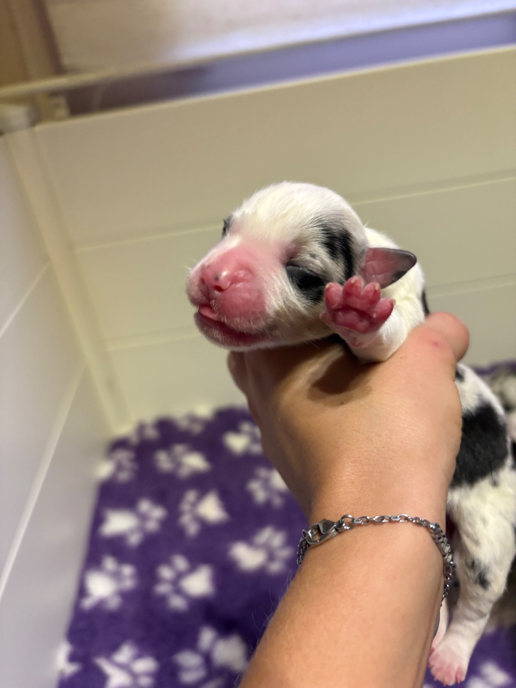 Des Eternelles Vaykaria - Chiots disponibles - Berger Américain Miniature 