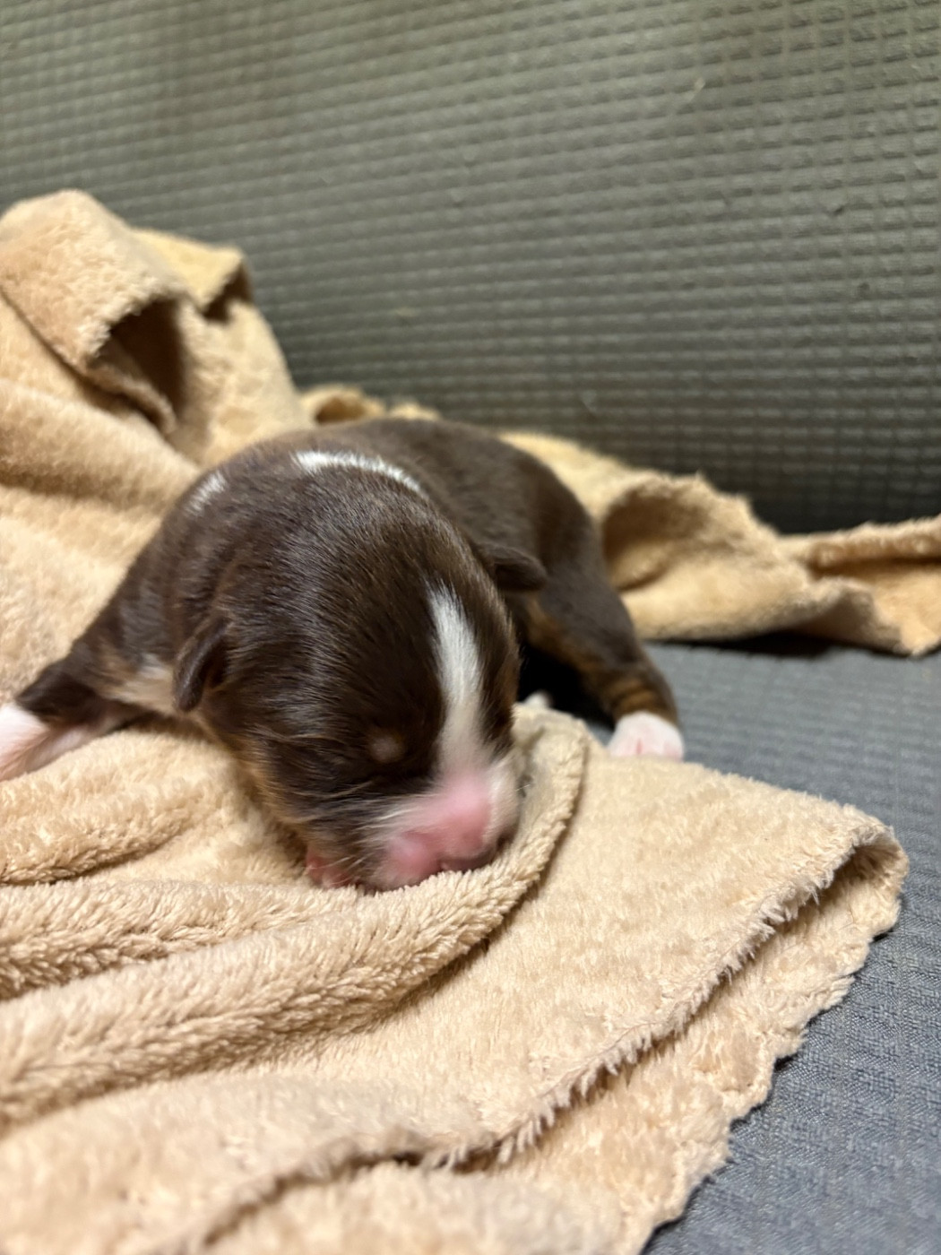 Des Eternelles Vaykaria - Chiots disponibles - Berger Américain Miniature 