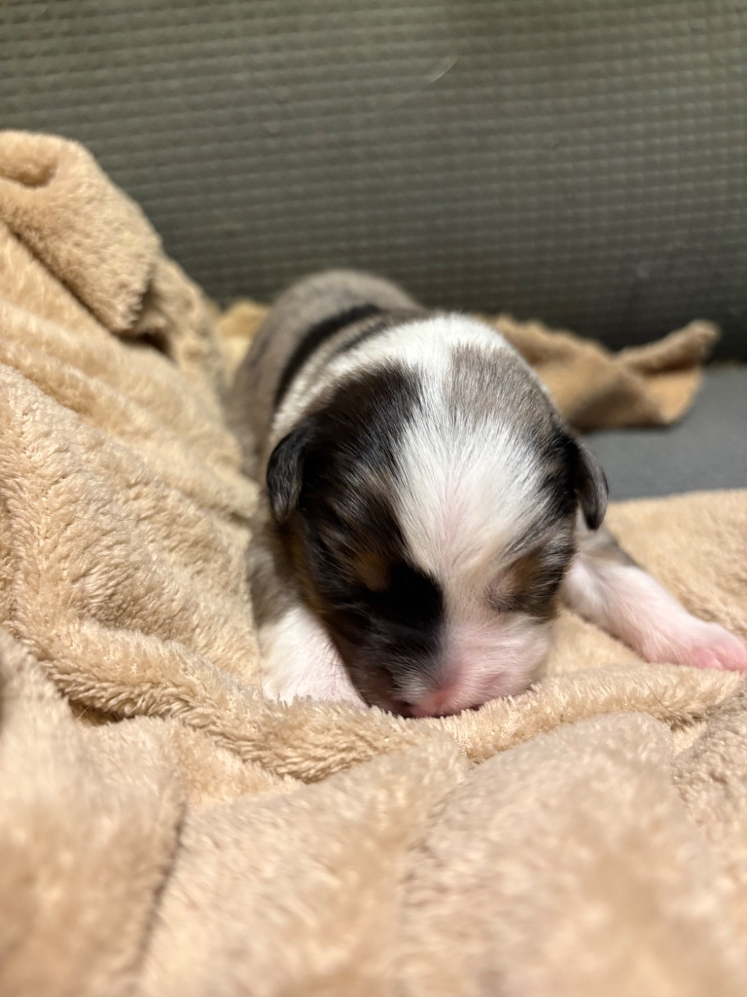 Des Eternelles Vaykaria - Chiots disponibles - Berger Américain Miniature 