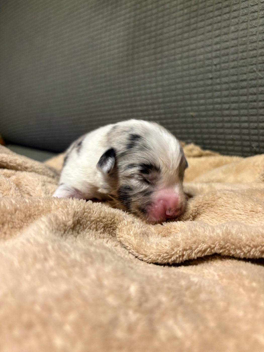 Des Eternelles Vaykaria - Chiots disponibles - Berger Américain Miniature 