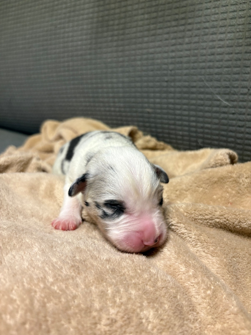 Des Eternelles Vaykaria - Chiots disponibles - Berger Américain Miniature 