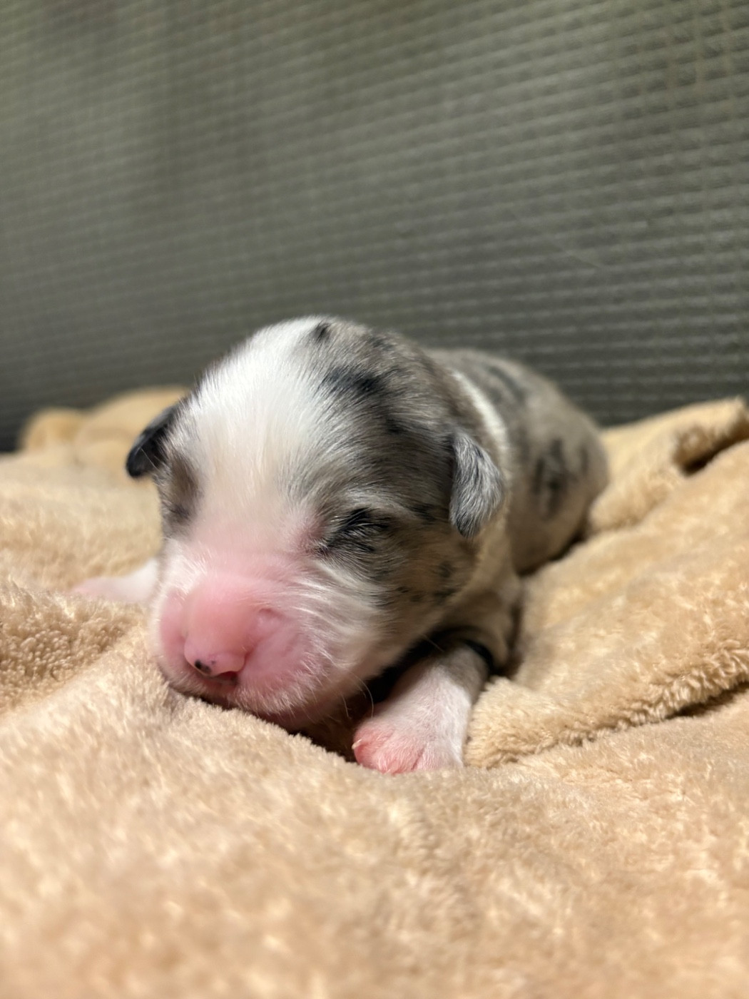 Des Eternelles Vaykaria - Chiots disponibles - Berger Américain Miniature 