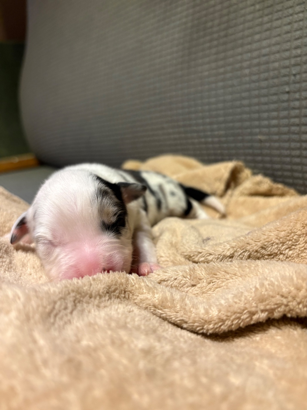 Des Eternelles Vaykaria - Chiots disponibles - Berger Américain Miniature 